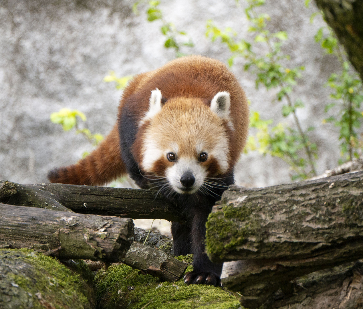 little panda - hellabrunn