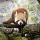 little panda - hellabrunn