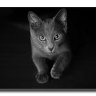 Little Panther_____OK_4S37729r_sw_1200