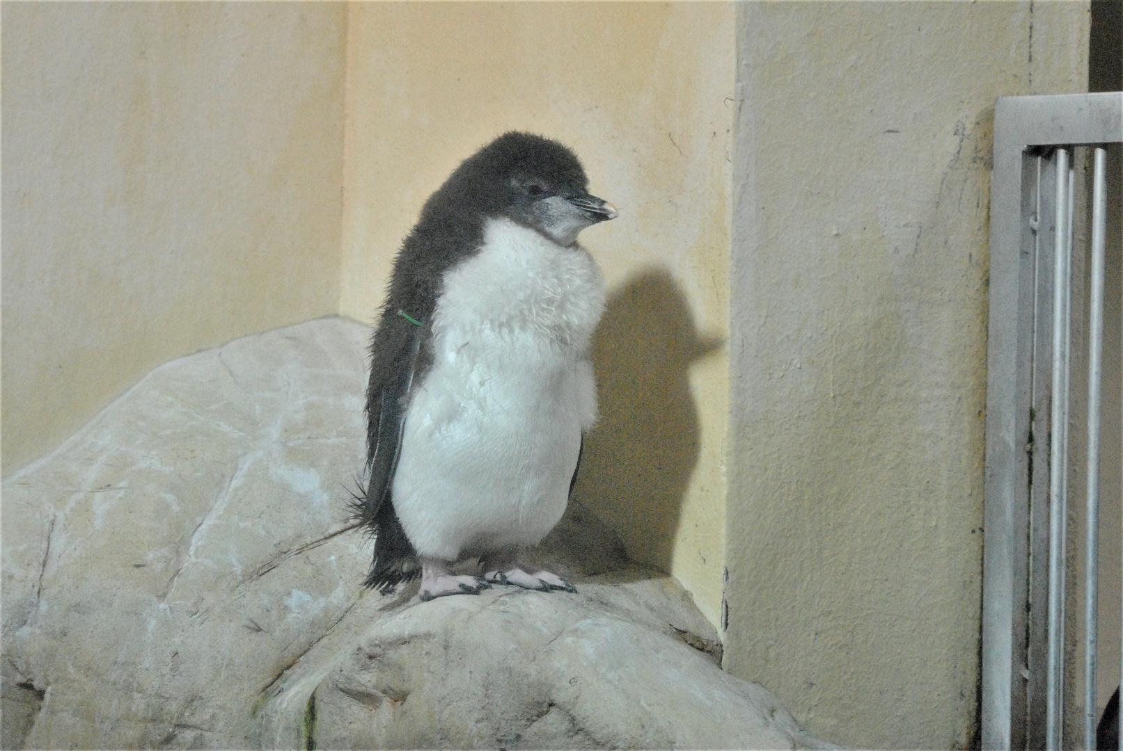 Little Pinguin