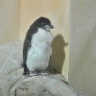 Little Pinguin