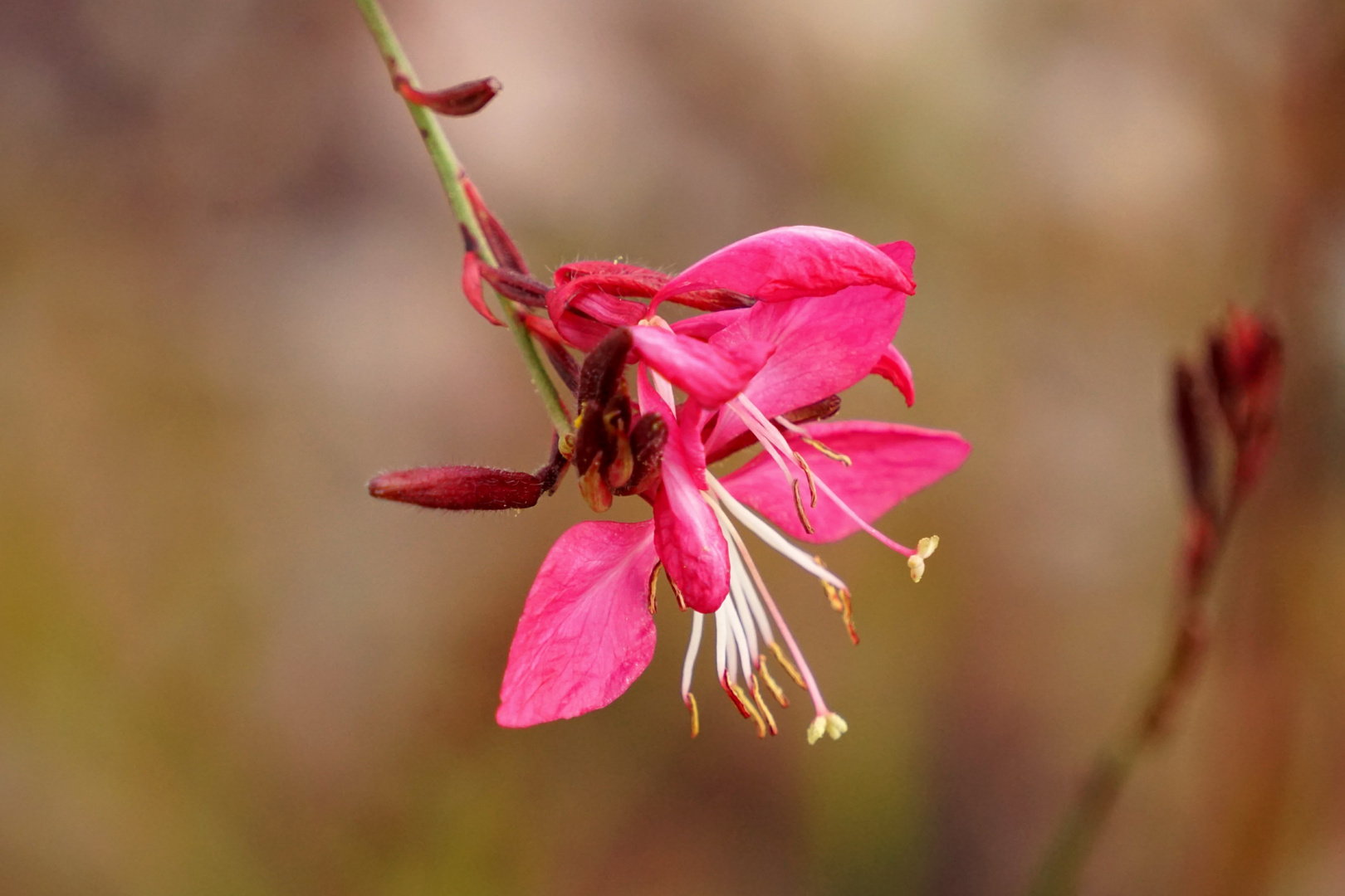 Little pink beauty 