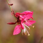 Little pink beauty 