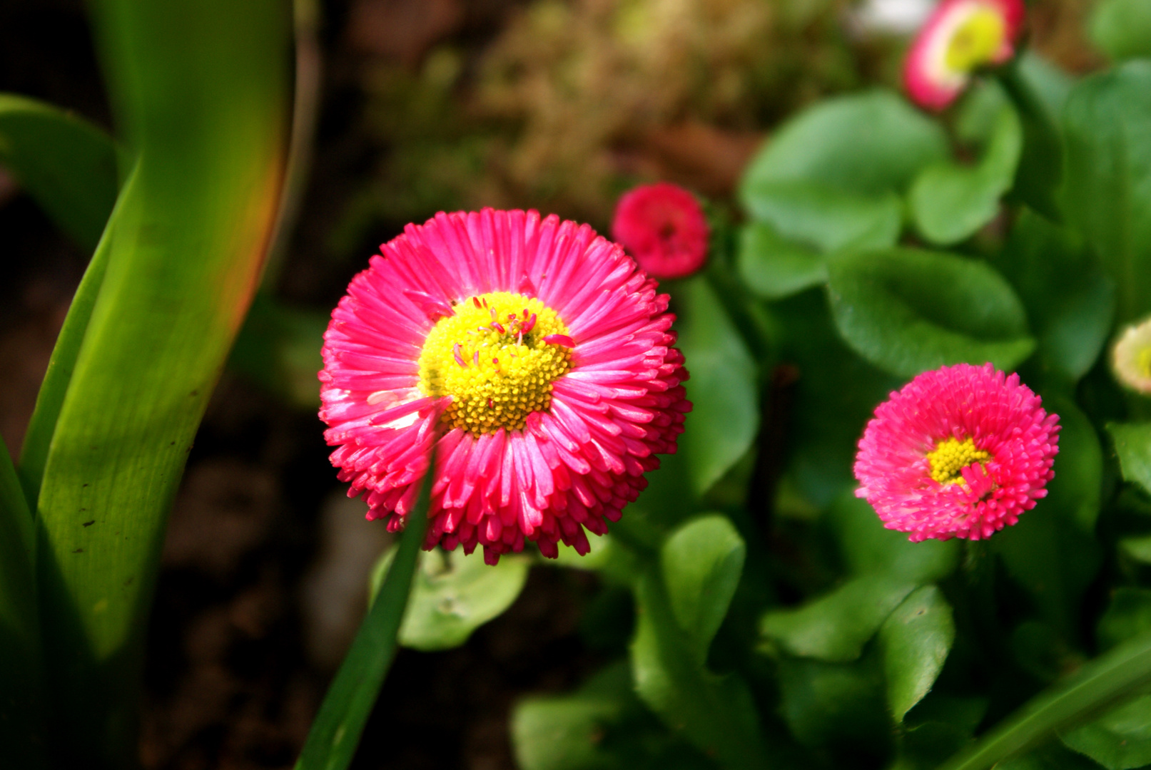 Little Pink Daisy