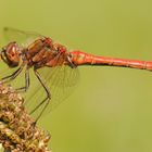 ~ Little Planet ~ (Sympetrum vulgatum, m)