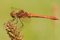 ~ Little Planet ~ (Sympetrum vulgatum, m)