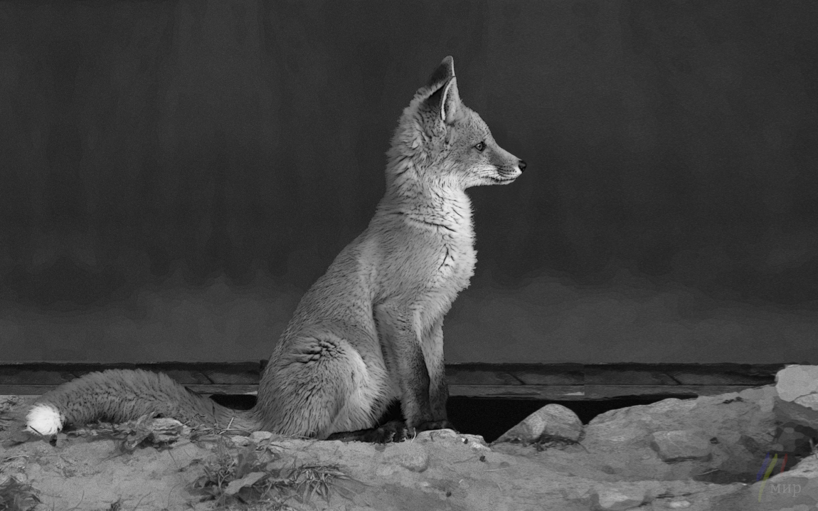 little poser in profile 