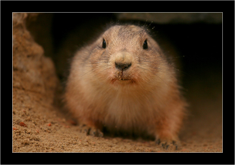 Little prairie-dog