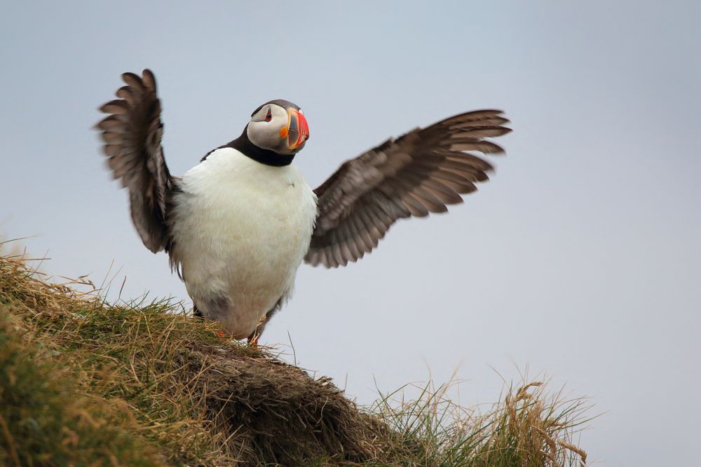 Little Puffin 