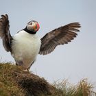 Little Puffin 