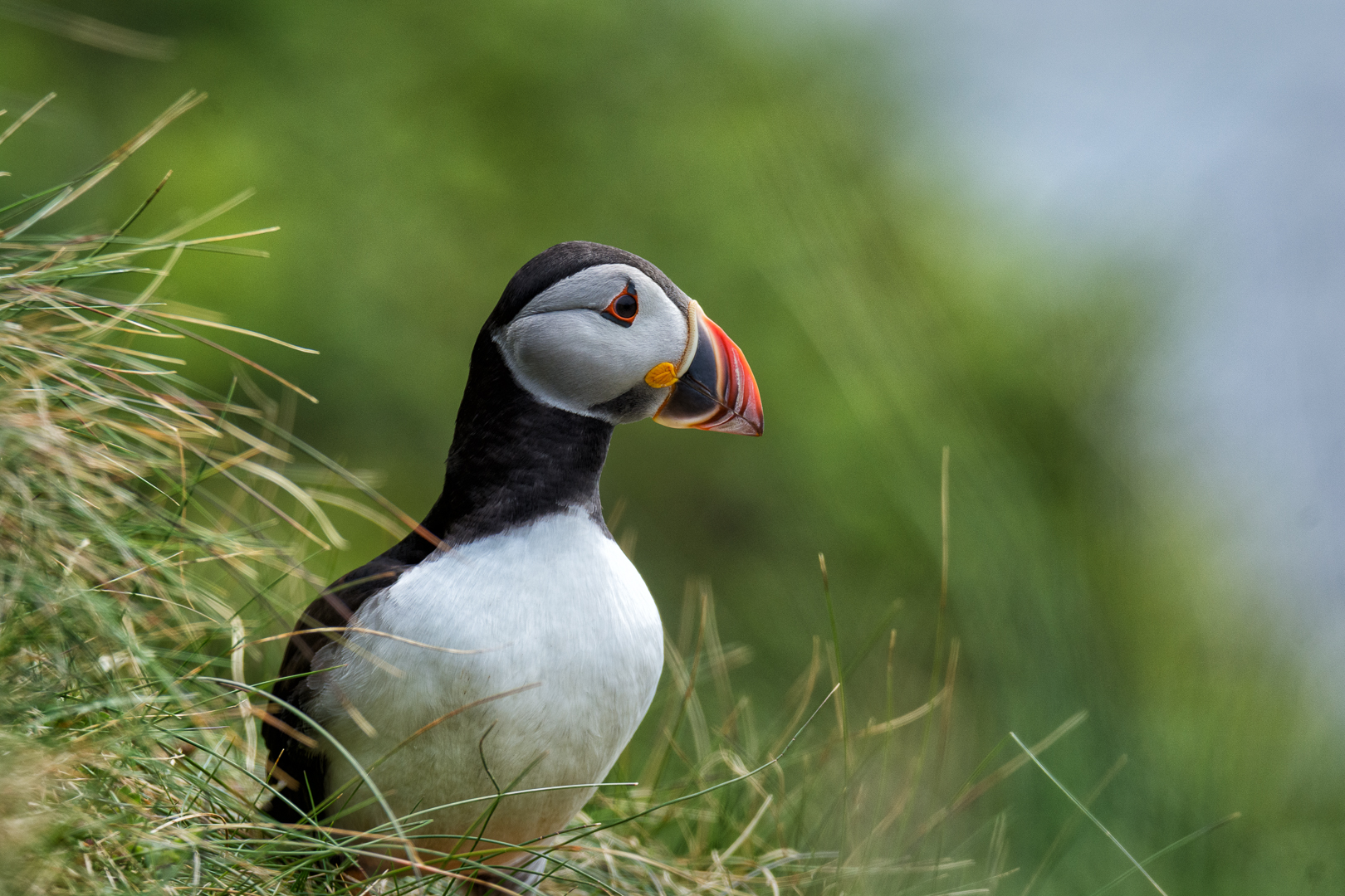 Little Puffin