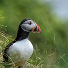 Little Puffin