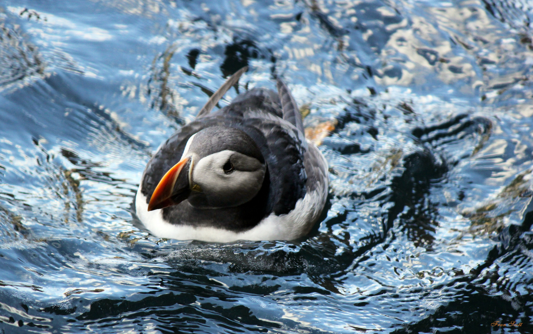 Little Puffin - Gegen den Strom