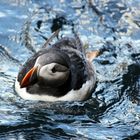 Little Puffin - Gegen den Strom