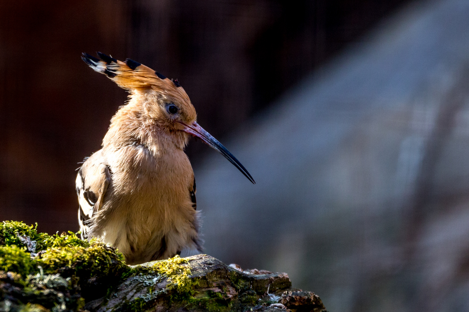 Little Punk Bird