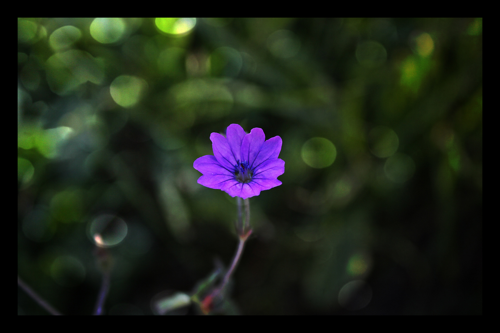 Little Purple Flower