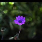 Little Purple Flower