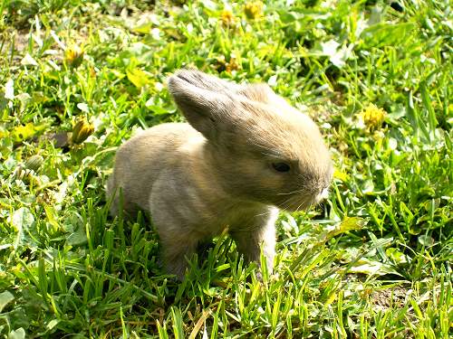 Little rabbit
