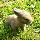 Little rabbit