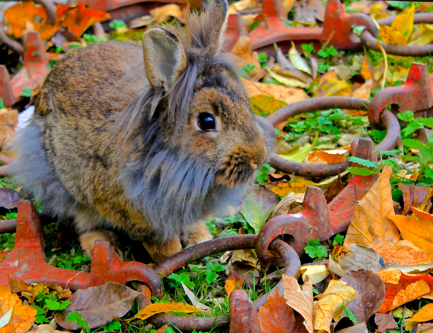 little rabbit