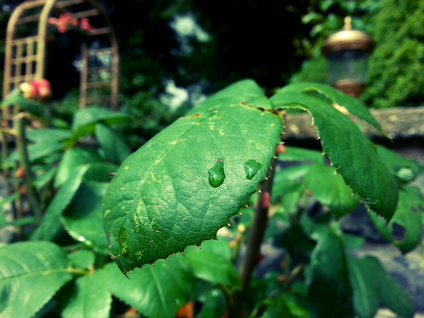 Little Raindrops