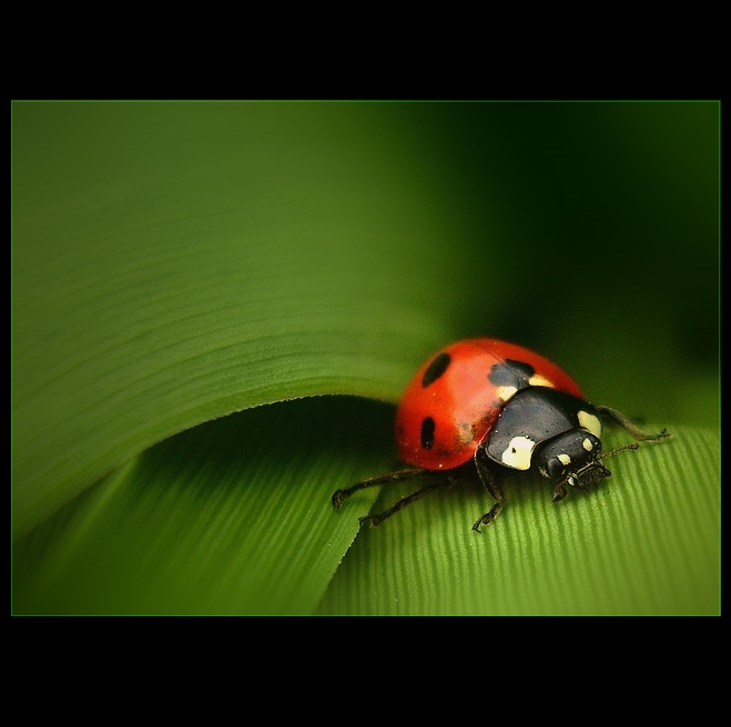 Little red