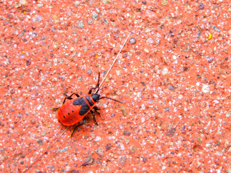 little red bug