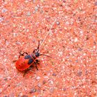 little red bug