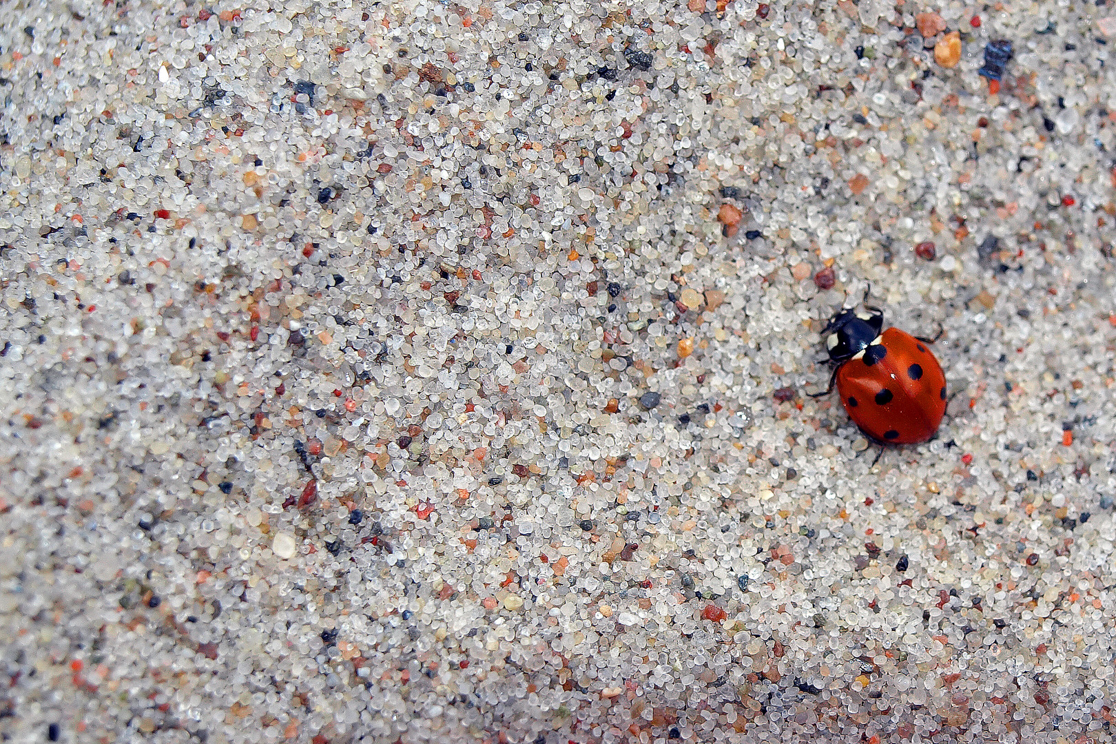 Little red bug, oh so cute, Here’s a black spot for your suit.