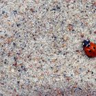 Little red bug, oh so cute, Here’s a black spot for your suit.