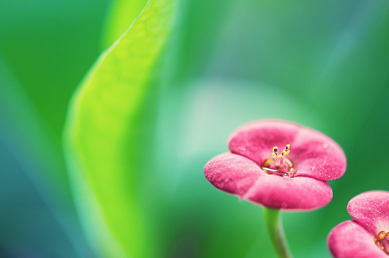 Little red flower...