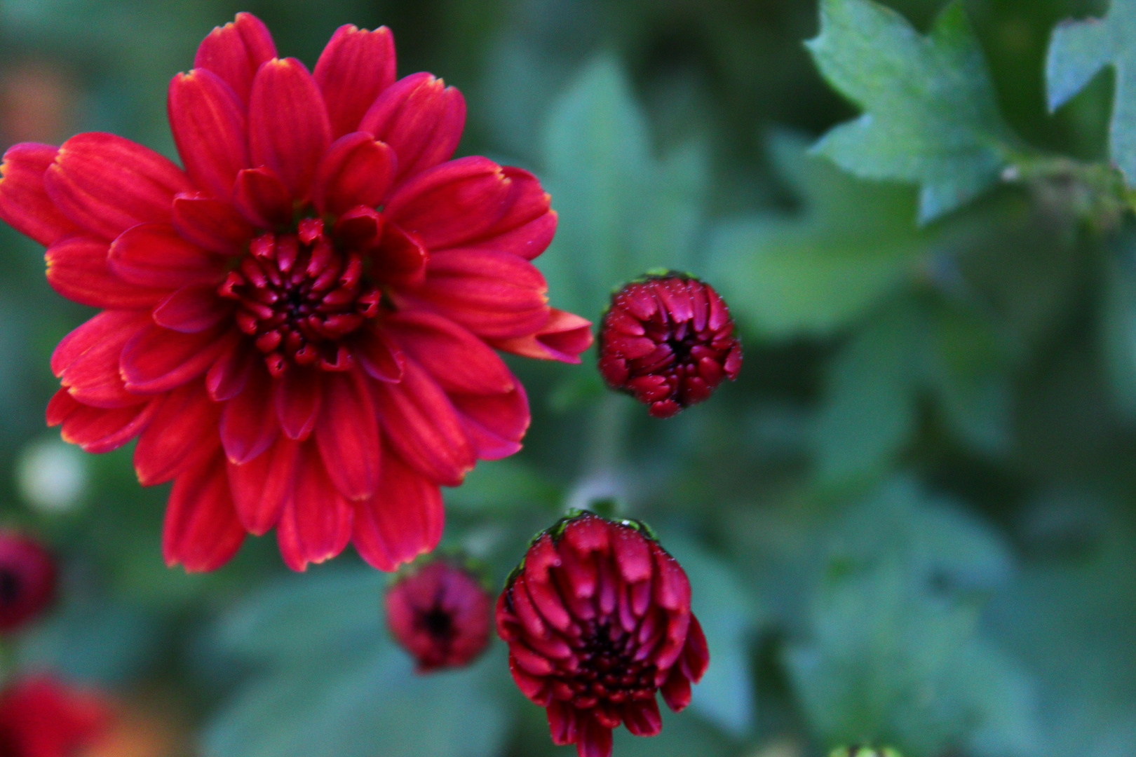 Little Red Flowers