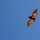 Little Red Flying Fox - Mataranka, Australien