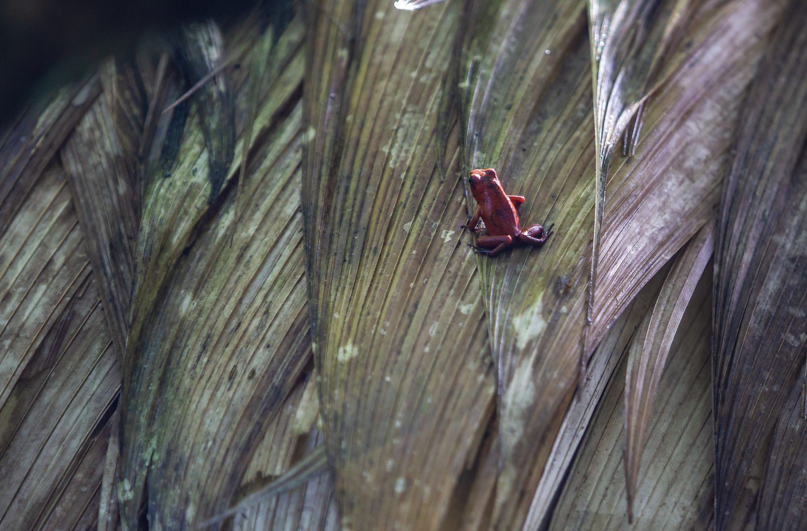 little red frog