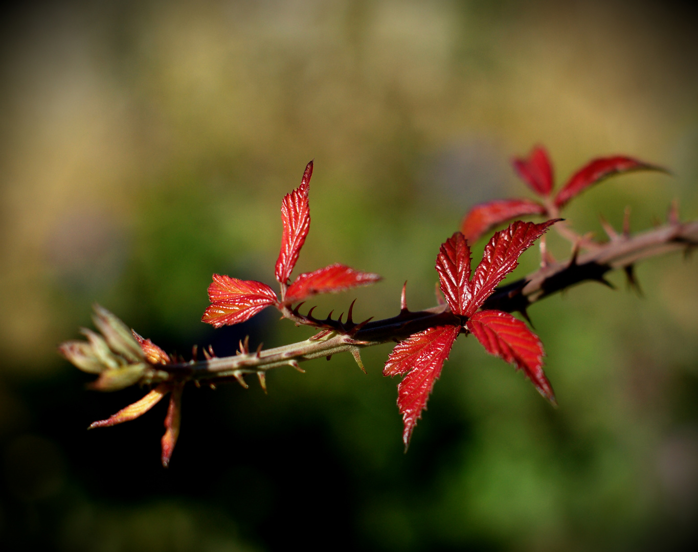 Little red leaves