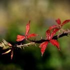 Little red leaves