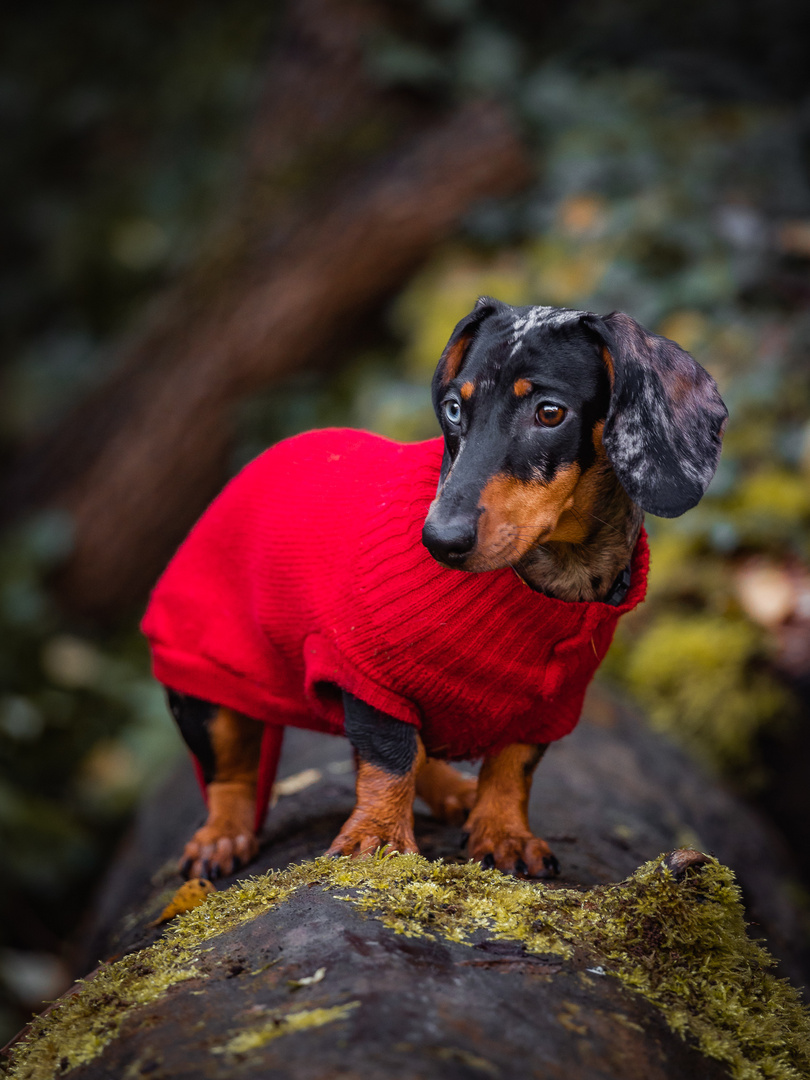 Little Red Riding Hund