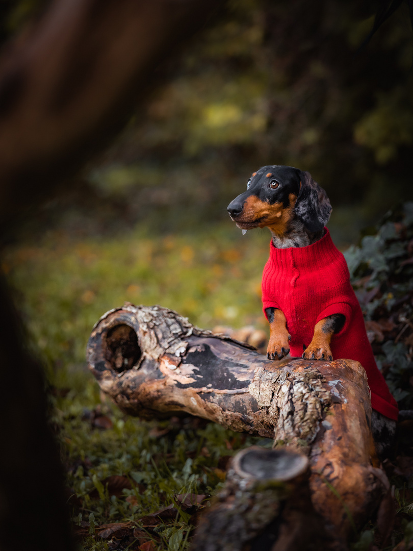 Little red riding hund...but without the hood