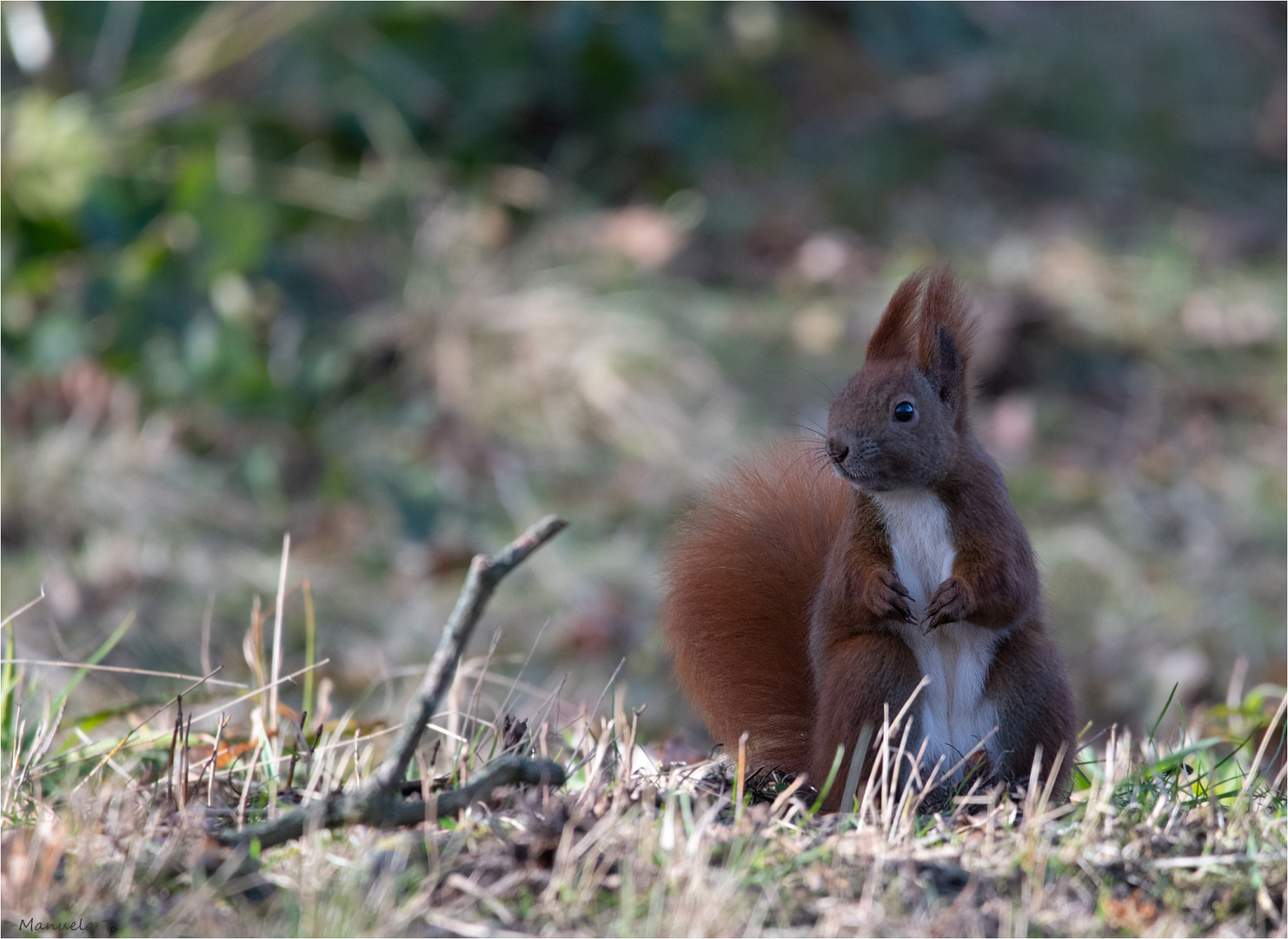 Little Red squirrel