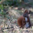 Little Red squirrel