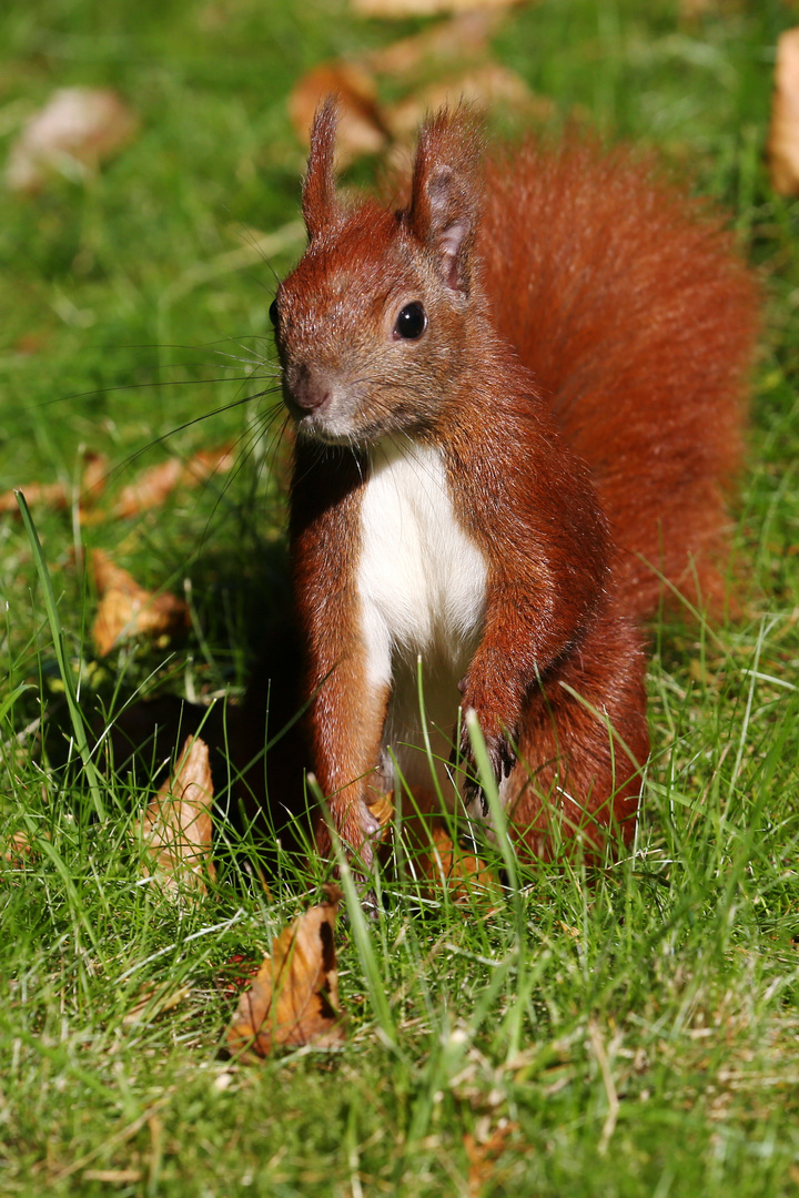 Little Red Squirrel Friend