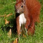 Little Red Squirrel Friend