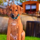 Little Ridgeback Boy