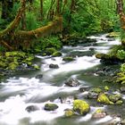 Little River in den Smoky Mountains