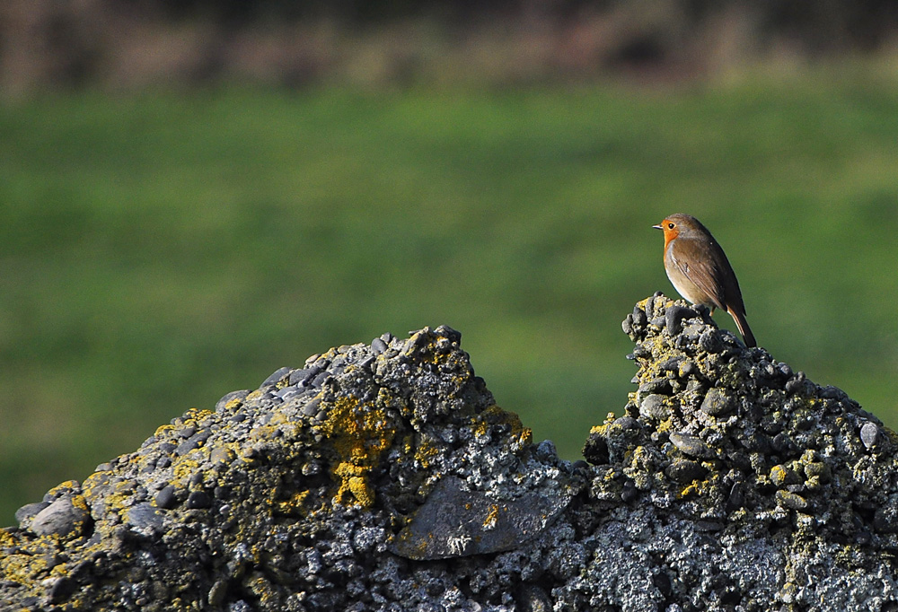 Little Robin