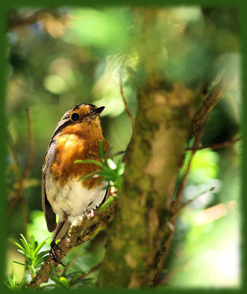 Little Robin