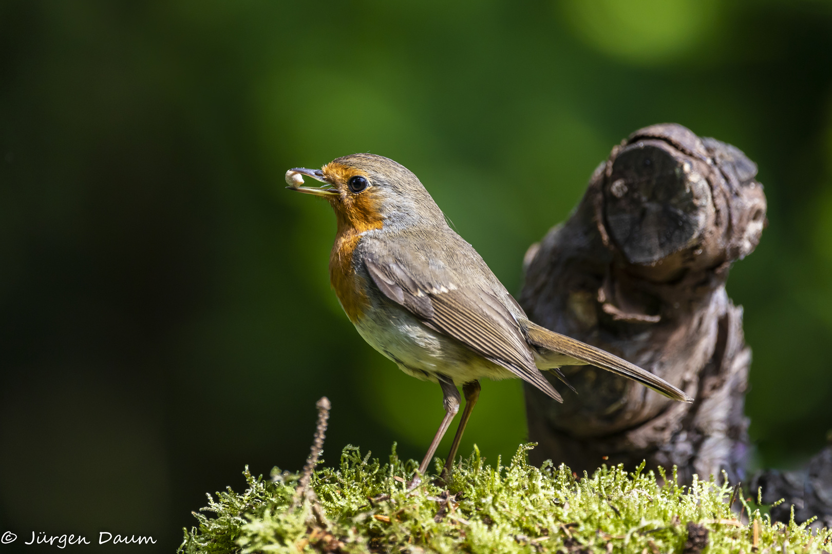 Little Robin