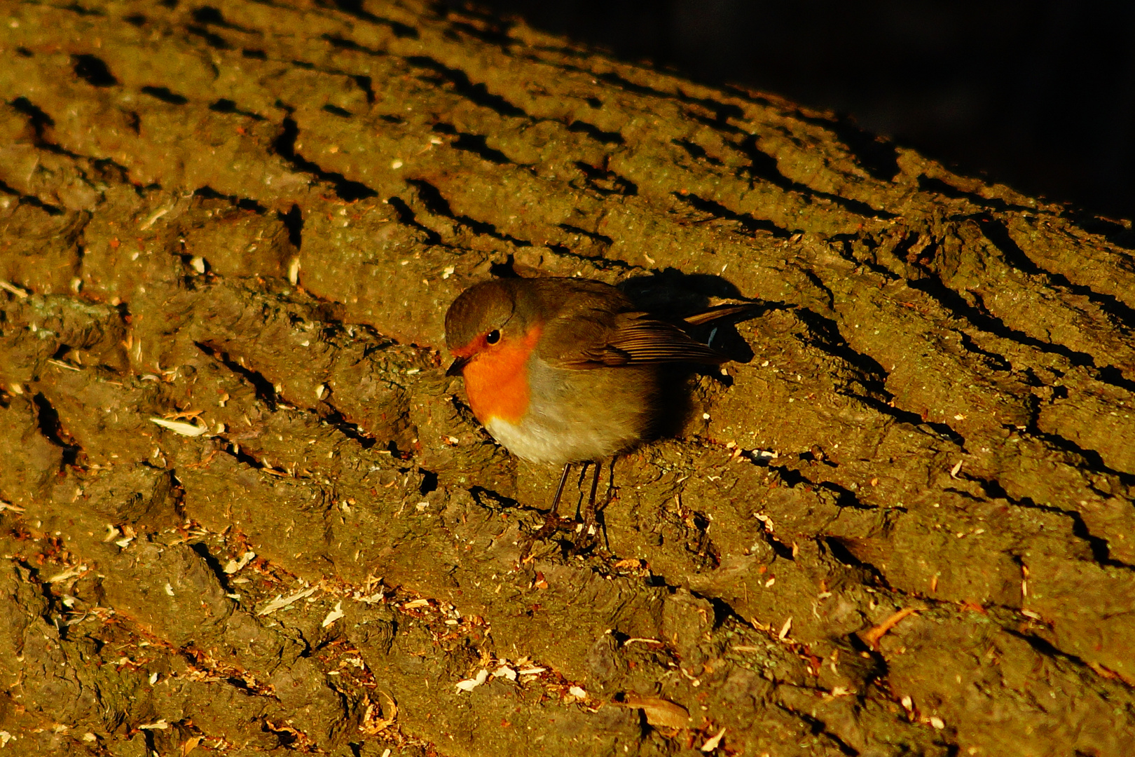 Little Robin