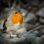 Little Robin