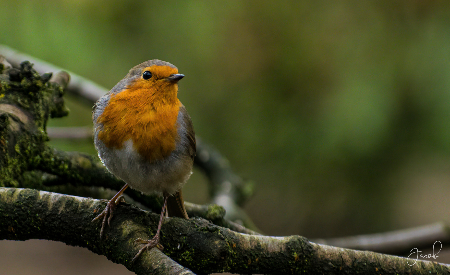 Little Robin